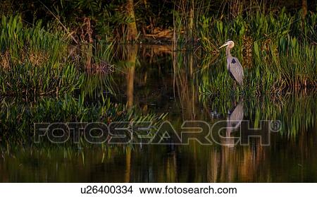 Picture - Great blue heron by river. Fotosearch