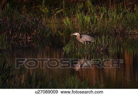 Stock Photo - Great blue heron by river. Fotosearch