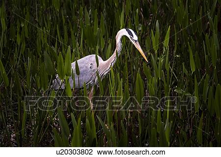 Stock Image - Great blue heron walking through grass. Fotosearch
