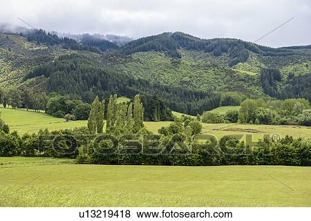 Stock Photo - Green fields in Kakahu, New Zealand. Fotosearch