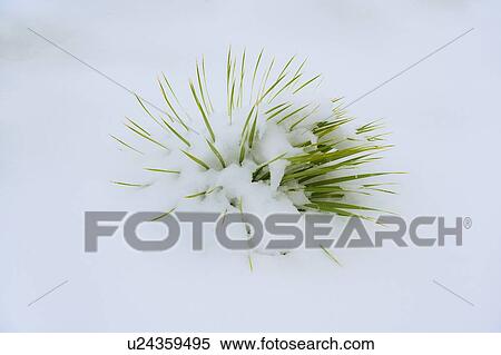 Stock Photography - Green plant in snow. Fotosearch