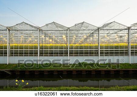 Greenhouse in the Westland area, part of Netherlands with large concentration of greenhouses, Maasdijk, Zuid-Holland, Netherlands View Large Photo Image Stock Image - Greenhouse in the Westland area, part of Netherlands with large concentration of greenhouses, Maasdijk, Zuid-Holland, Netherlands. Fotosearch