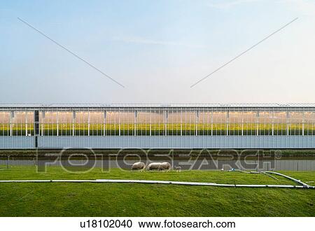 Greenhouse in the Westland area, part of Netherlands with large concentration of greenhouses, elevated view, Maasdijk, Zuid-Holland, Netherlands View Large Photo Image Stock Image - Greenhouse in the Westland area, part of Netherlands with large concentration of greenhouses, elevated view, Maasdijk, Zuid-Holland, Netherlands. Fotosearch
