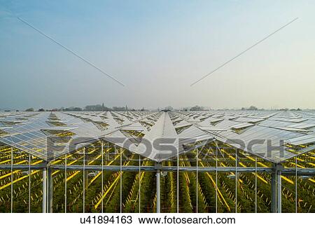 Greenhouse in the Westland area, part of Netherlands with large concentration of greenhouses, elevated view, Maasdijk, Zuid-Holland, Netherlands View Large Photo Image Stock Image - Greenhouse in the Westland area, part of Netherlands with large concentration of greenhouses, elevated view, Maasdijk, Zuid-Holland, Netherlands. Fotosearch