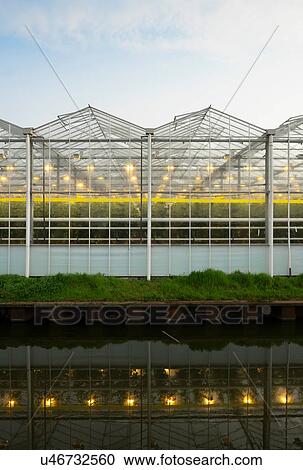 Stock Image - Greenhouse in the Westland area, part of Netherlands with large concentration of greenhouses, Maasdijk, Zuid-Holland, Netherlands. Fotosearch