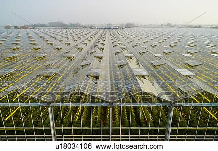 Greenhouse in the Westland area, part of Netherlands with large concentration of greenhouses, elevated view, Maasdijk, Zuid-Holland, Netherlands View Large Photo Image Stock Photograph - Greenhouse in the Westland area, part of Netherlands with large concentration of greenhouses, elevated view, Maasdijk, Zuid-Holland, Netherlands. Fotosearch