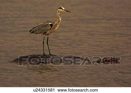 Grey heron standing on submerged hippopotamus, Kruger National Park, South Africa View Large Photo Image Stock Image - Grey heron standing on submerged hippopotamus, Kruger National Park, South Africa. Fotosearch