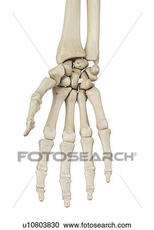 Hand ligament, computer illustration. View Large Photo Image Stock Image - Hand ligament, computer illustration.. Fotosearch