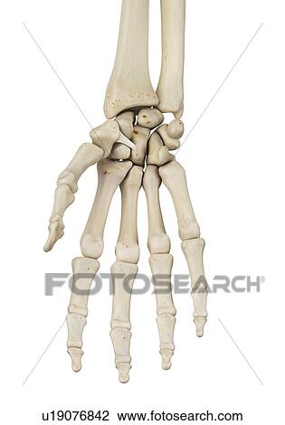Hand ligament, computer illustration. View Large Photo Image Stock Image - Hand ligament, computer illustration.. Fotosearch