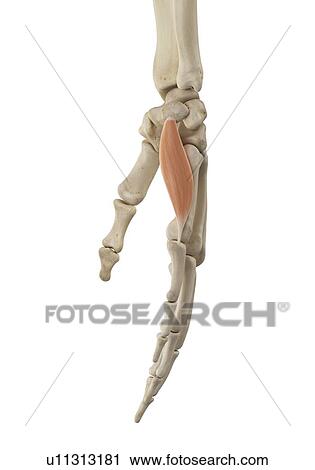 Hand muscle, computer illustration. View Large Photo Image Stock Image - Hand muscle, computer illustration.. Fotosearch