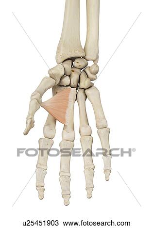 Hand muscle, computer illustration. View Large Photo Image Stock Image - Hand muscle, computer illustration.. Fotosearch