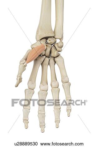 Hand muscle, computer illustration. View Large Photo Image Stock Image - Hand muscle, computer illustration.. Fotosearch