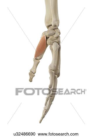 Stock Image - Hand muscle, computer illustration.. Fotosearch
