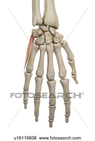 Hand muscle, computer illustration. View Large Photo Image Stock Photo - Hand muscle, computer illustration.. Fotosearch