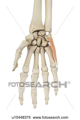 Hand muscle, computer illustration. View Large Photo Image Stock Photography - Hand muscle, computer illustration.. Fotosearch