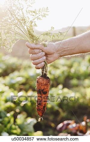 Hand of man holding carrot in vegetable garden View Large Photo Image Stock Photo - Hand of man holding carrot in vegetable garden. Fotosearch