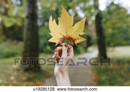 Stock Photo - Hand of woman holding yellow leaf. Fotosearch
