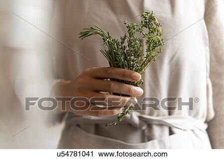 Stock Image - Hand of young woman holding rosemary. Fotosearch