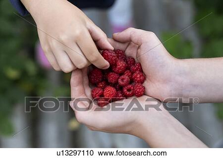 Stock Image - Hands of boy and teenage girl with raspberries. Fotosearch
