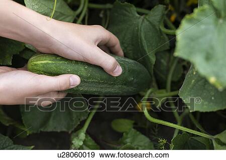 Stock Photo - Hands of boy picking cucumber. Fotosearch
