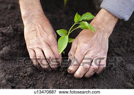 Stock Photo - Hands of senior man planting. Fotosearch