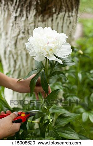 Stock Image - Hands of woman cutting white flower. Fotosearch