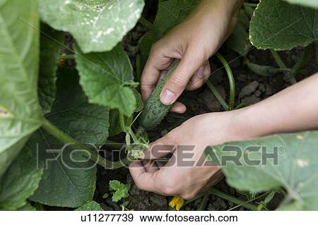 Stock Photo - Hands of woman picking cucumber. Fotosearch