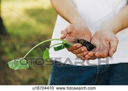 Hands of young man holding sapling View Large Photo Image Stock Image - Hands of young man holding sapling. Fotosearch