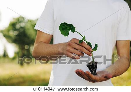 Hands of young man holding sapling View Large Photo Image Stock Photo - Hands of young man holding sapling. Fotosearch