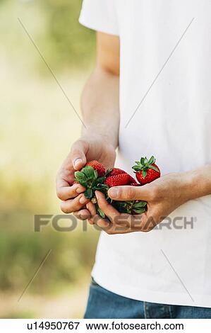 Stock Photo - Hands of young man holding strawberries. Fotosearch