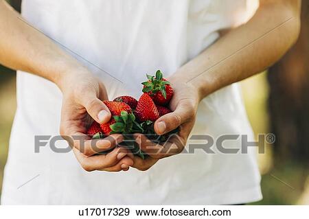 Hands of young man holding strawberries View Large Photo Image Stock Photo - Hands of young man holding strawberries. Fotosearch