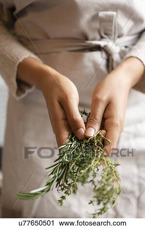 Hands of young woman holding rosemary View Large Photo Image Stock Image - Hands of young woman holding rosemary. Fotosearch