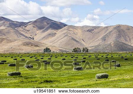 Hay bales in field by mountains in Picabo, Idaho, USA View Large Photo Image Stock Image - Hay bales in field by mountains in Picabo, Idaho, USA. Fotosearch