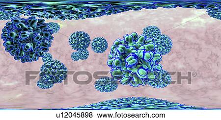 Stock Photo - Hepatitis B viruses, 360-degree panorama view, computer illustration. This is a species of the genus Orthohepadnavirus, which is part of the Hepadnaviridae family of viruses.. Fotosearch