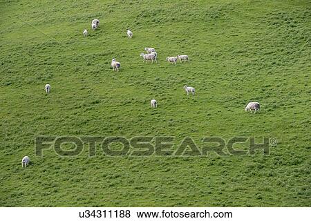 Stock Photo - High angle view of sheep in field in Tarara, New Zealand. Fotosearch