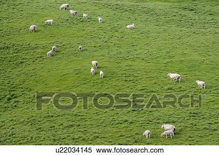 High angle view of sheep in field in Tarara, New Zealand View Large Photo Image Stock Photography - High angle view of sheep in field in Tarara, New Zealand. Fotosearch