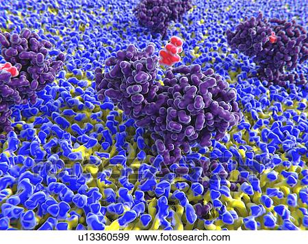 Stock Photo - Histamine (red) binding to receptor, computer illustration. Histamine is responsible for the symptoms of an allergic reaction. It causes pain and itching, dilates capillaries and makes them more permeable, leading to red skin and swelling.. Fotosearch