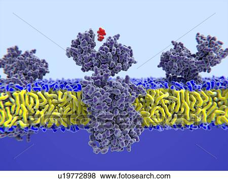 Stock Photo - Histamine (red) binding to receptor, computer illustration. Histamine is responsible for the symptoms of an allergic reaction. It causes pain and itching, dilates capillaries and makes them more permeable, leading to red skin and swelling.. Fotosearch