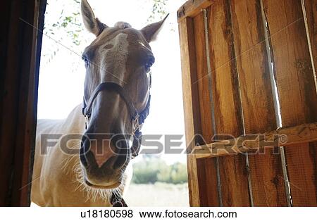 Horse looking through stable door View Large Photo Image Stock Photo - Horse looking through stable door. Fotosearch