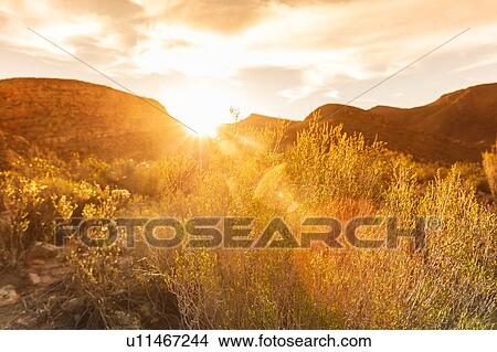 Picture - Hot sunny day in nature reserve, Cape Town, Western Cape, South Africa. Fotosearch