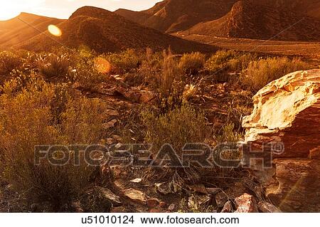 Picture - Hot sunny day in nature reserve, Cape Town, Western Cape, South Africa. Fotosearch