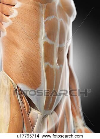 Picture - Human abdominal muscles, computer illustration.. Fotosearch