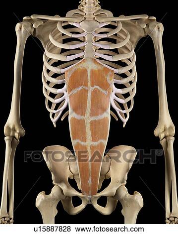 Human abdominal muscles, computer illustration. View Large Photo Image Stock Photo - Human abdominal muscles, computer illustration.. Fotosearch