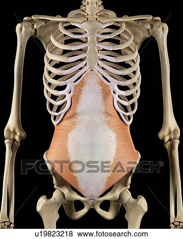 Stock Photo - Human abdominal muscles, computer illustration.. Fotosearch
