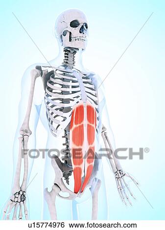 Stock Photograph - Human abdominal muscles, computer artwork.. Fotosearch