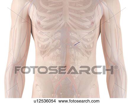 Picture - Human anatomy, computer illustration.. Fotosearch