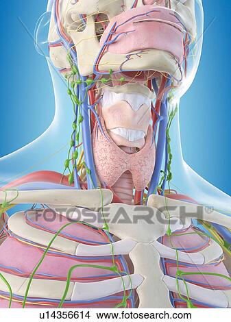 Picture - Human anatomy, computer illustration.. Fotosearch