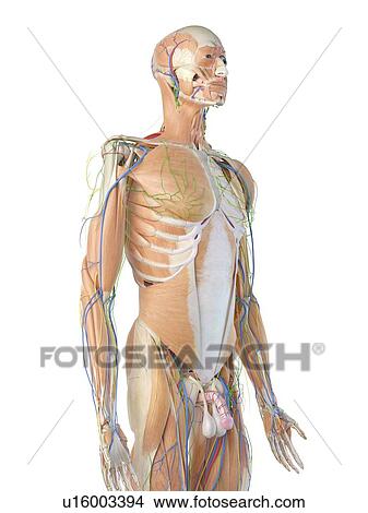 Picture - Human anatomy, computer illustration.. Fotosearch