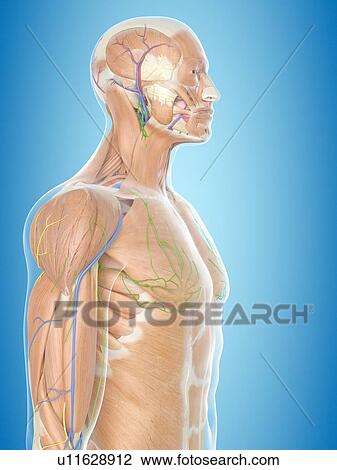 Stock Image - Human anatomy, computer illustration.. Fotosearch