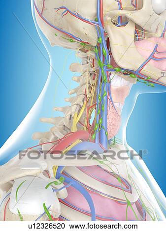 Stock Image - Human anatomy, computer illustration.. Fotosearch